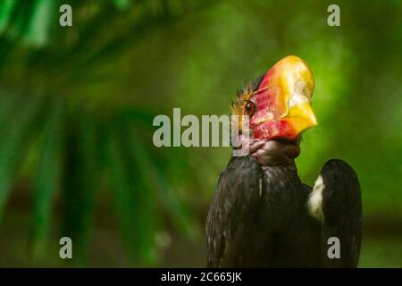 Male Helmeted Hornbill (Captive), Penang Bird Park, Malesia. Foto Stock