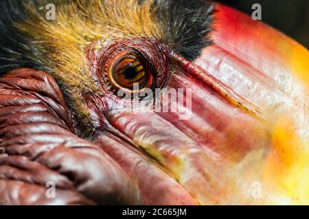 Male Helmeted Hornbill (Captive), Penang Bird Park, Malesia. Foto Stock