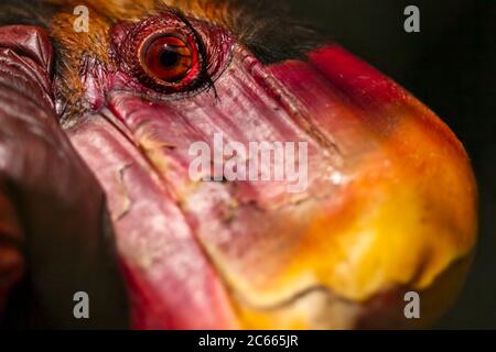 Male Helmeted Hornbill (Captive), Penang Bird Park, Malesia. Foto Stock