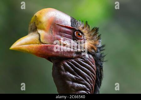 Male Helmeted Hornbill (Captive), Penang Bird Park, Malesia. Foto Stock