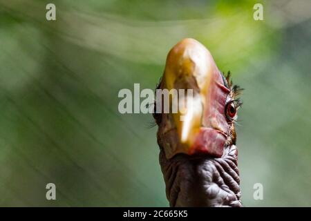 Male Helmeted Hornbill (Captive), Penang Bird Park, Malesia. Foto Stock