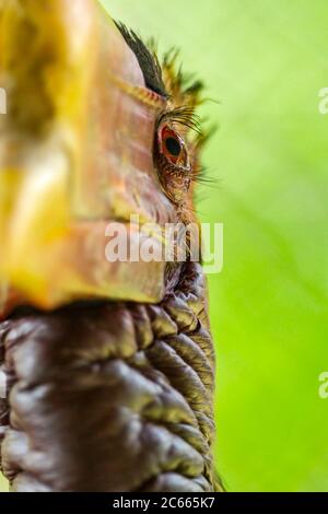 Male Helmeted Hornbill (Captive), Penang Bird Park, Malesia. Foto Stock