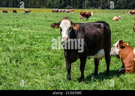 Vacche da latte su un pascolo ai piedi delle Alpi, Baviera, Germania Foto Stock