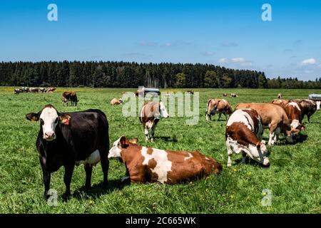 Vacche da latte su un pascolo ai piedi delle Alpi, Baviera, Germania Foto Stock