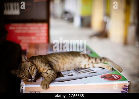 Gatto randagi a Mumbai India Foto Stock