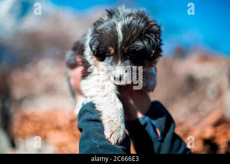 L'uomo tiene il bambino Mastiff tibetano contro il cielo Foto Stock