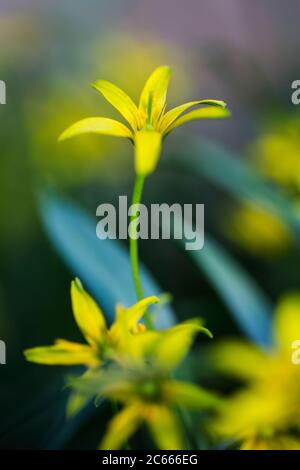 Bossgeelster, Stella gialla di Betlemme, Gagea lutea Foto Stock