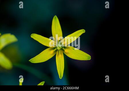 Bossgeelster, Stella gialla di Betlemme, Gagea lutea Foto Stock