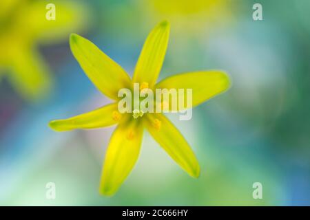 Bossgeelster, Stella gialla di Betlemme, Gagea lutea Foto Stock