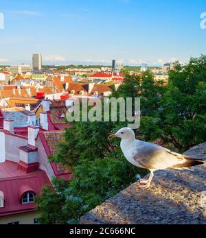 Seagull di fronte a una città vecchia di Tallinn, Estonia Foto Stock