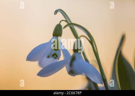 Greater Snowdrop; Galanthus elwesii, Groot steuwklokje Foto Stock