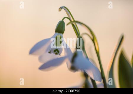 Greater Snowdrop; Galanthus elwesii, Groot steuwklokje Foto Stock