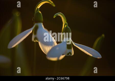 Greater Snowdrop; Galanthus elwesii, Groot steuwklokje Foto Stock