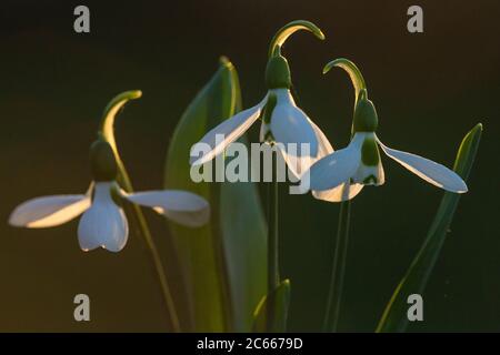 Greater Snowdrop; Galanthus elwesii, Groot steuwklokje Foto Stock