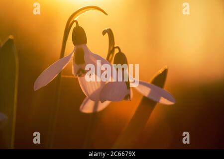 Greater Snowdrop; Galanthus elwesii, Groot steuwklokje Foto Stock