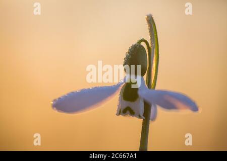 Greater Snowdrop; Galanthus elwesii, Groot steuwklokje Foto Stock