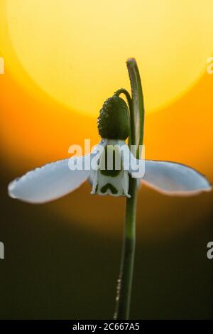 Greater Snowdrop; Galanthus elwesii, Groot steuwklokje Foto Stock