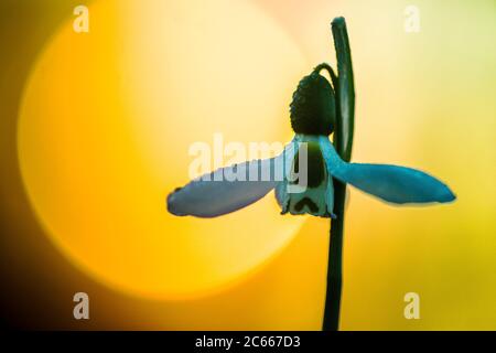 Greater Snowdrop; Galanthus elwesii, Groot steuwklokje Foto Stock