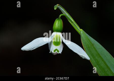 Greater Snowdrop; Galanthus elwesii, Groot steuwklokje Foto Stock