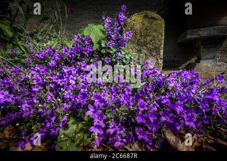 Bellflowers in primavera a Montlaur Foto Stock