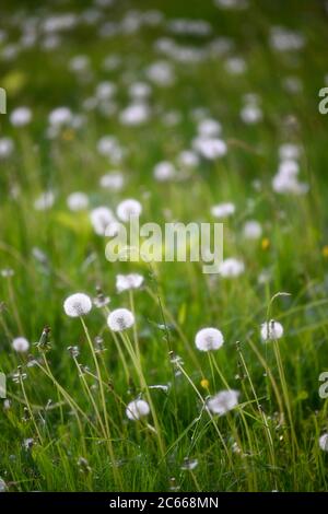 Prato con dente di leone sbiadito, fiori di dente di leone sul lago Bärensee a Stoccarda, Baden-Württemberg, Germania Foto Stock