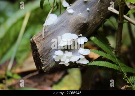 Colonia di piccoli funghi nel parco di Corcovado in Costa Rica Foto Stock