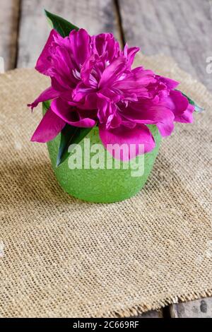 Peonia in vaso, decorazione floreale Foto Stock