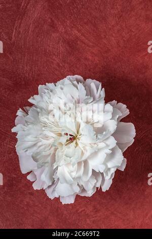 Peony, decorazione floreale Foto Stock