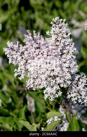Un gruppo di fiori da un bush lilla nano Foto Stock