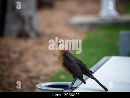 Uccello grackle con coda in barca a Miami, Florida Foto Stock