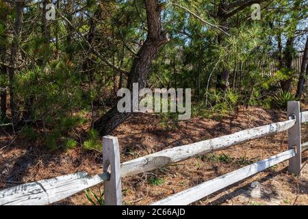 Rehoboth Beach, DE, USA - 18 aprile 2015: Alberi di pino nella spiaggia del parco statale del Delaware sull'Oceano Atlantico. Foto Stock