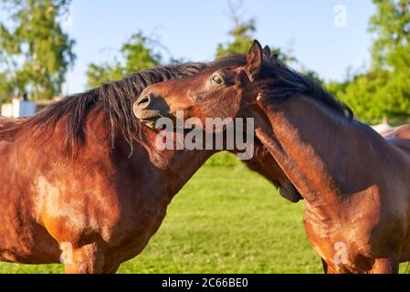 Due bellissimi cavalli marroni adulti che si abbracciano in un prato verde. Foto Stock