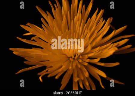 Fiore di Chrysanthemum di colore ambra su sfondo nero Foto Stock