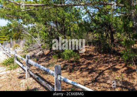 Rehoboth Beach, DE, USA - 18 aprile 2015: Alberi di pino nella spiaggia del parco statale del Delaware sull'Oceano Atlantico. Foto Stock