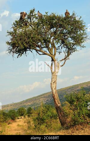 Avvoltoi a schienale bianco (Gyps africanus) seduti su un alto albero di acacia nella savana keniota del parco nazionale Masai Mara. Luce del tramonto. Africa Foto Stock