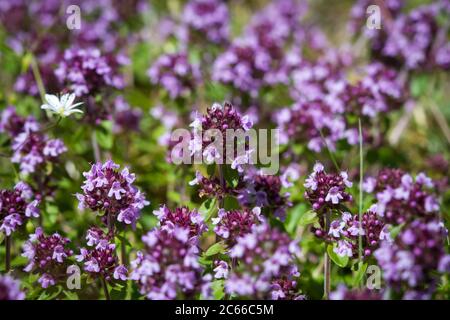 Fiori porpora campo Foto Stock