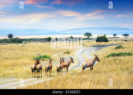 Mandria di antilopi Topi nel parco nazionale Masai Mara al tramonto, Kenya Foto Stock