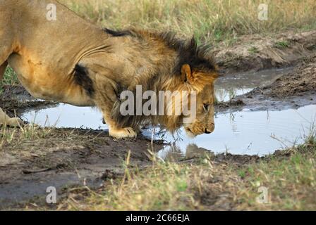 Il leone adulto è maschio nel parco Masai Mara, Kenya Foto Stock