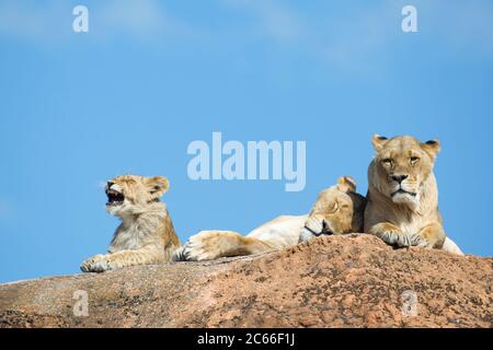 Cute leone cubano africano (Panthera leo) piangendo mentre leoness madre & resto della famiglia sta dormendo sotto il sole ignorando il bambino piangente! Foto Stock