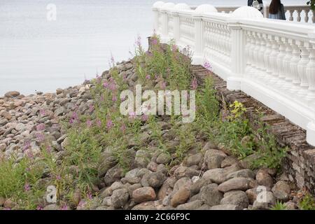 Argine nella città di Petergof vicino al Mar Baltico Foto Stock