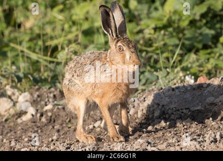 Lepre marrone a Haddockstones, Watergate Road, North Yorkshire Foto Stock