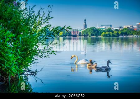 Germania, Amburgo, Alster, lago Outer Alster, cigni Foto Stock