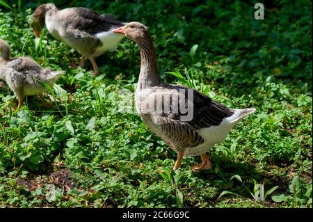 Oche di grigiastro, Anser anser, in un prato Foto Stock