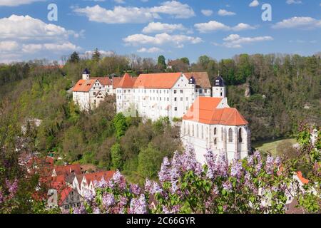 Fiore lilla a Haigerloch in Eyachtal con la chiesa del castello e il castello, Alb sveva, Baden Württemberg, Germania Foto Stock