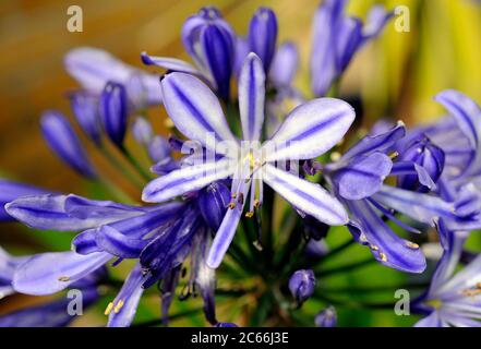 Agapanthus, Giglio africano, Agapanthus africanus, esotico perenne decorativo con le acumelle blu, utilizzato come piante da giardino o da pentola Foto Stock