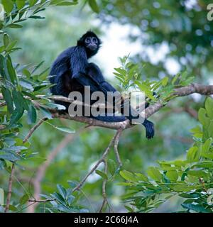 Scimmia Black Spider con faccia nera, conosciuta anche come Koata, scimmia della foresta amazzonica, seduta sui rami di un albero della giungla Foto Stock
