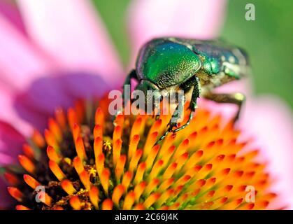 Green Rose Chafer, Cetonia aurata, che si nuocia sul fiore di coneflower viola Foto Stock