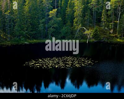 Europa, Svezia, Väster Götland, Parco Nazionale di Tiveden, lago con foglie di giglio d'acqua, fogliame autunnale Foto Stock