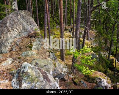 Europa, Svezia, Väster Götland, Parco Nazionale di Tiveden, massi di granito, pineta Foto Stock