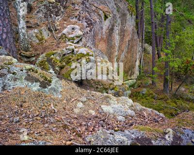 Europa, Svezia, Väster Götland, Parco Nazionale di Tiveden, massi di granito, pineta Foto Stock